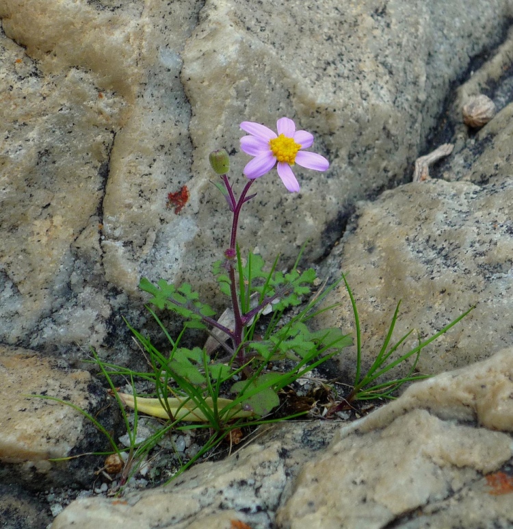 Even flowers growing in rock crevices